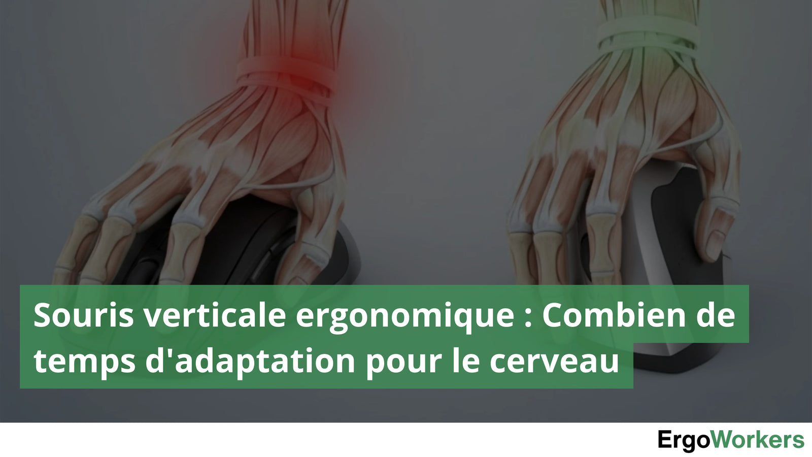 couverture article sur les souris verticale ergonomique